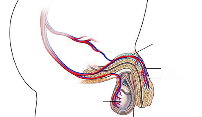 structure du pénis